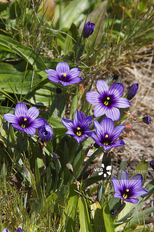 蓝眼草图片素材
