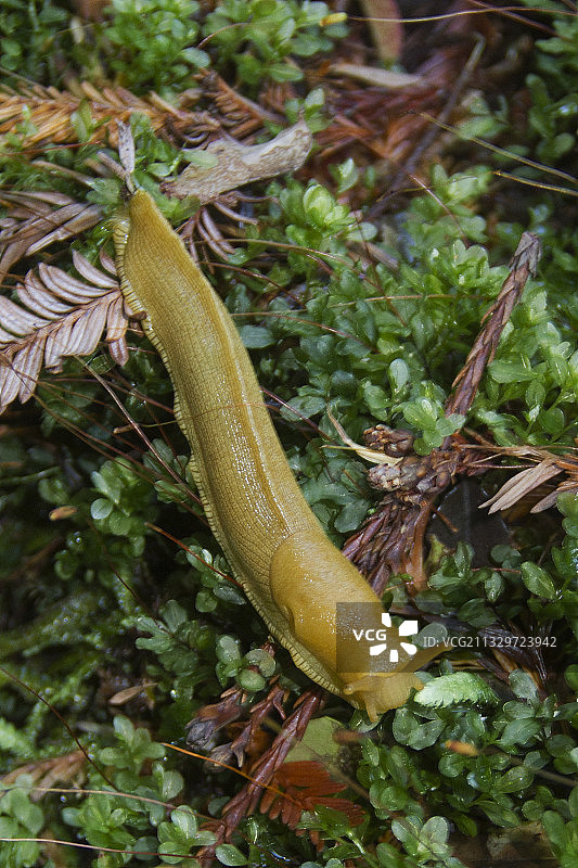 香蕉蛞蝓图片素材