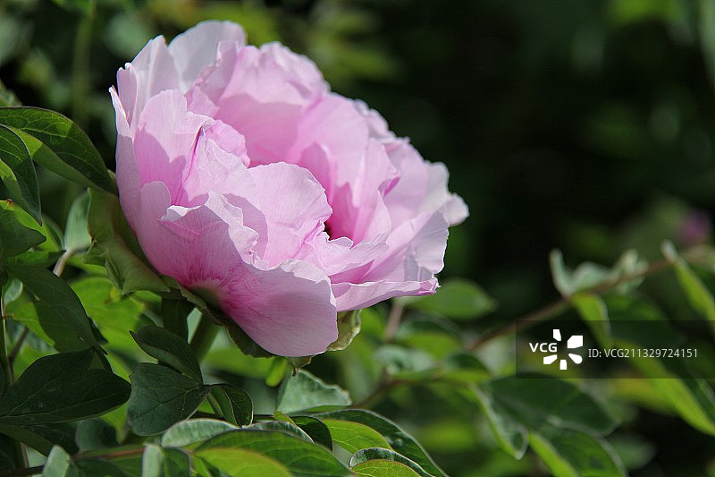 紫斑牡丹图片素材