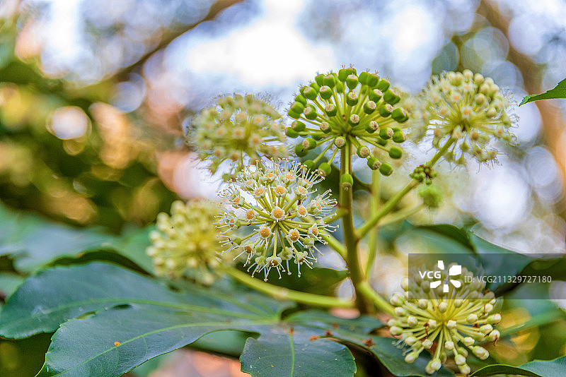 五加科被子植物——八角金盘图片素材