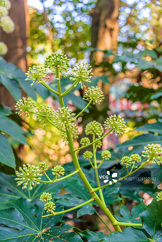 五加科被子植物——八角金盘图片素材