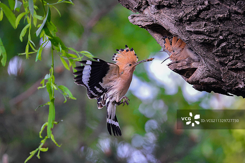 戴胜妈妈的辛劳图片素材