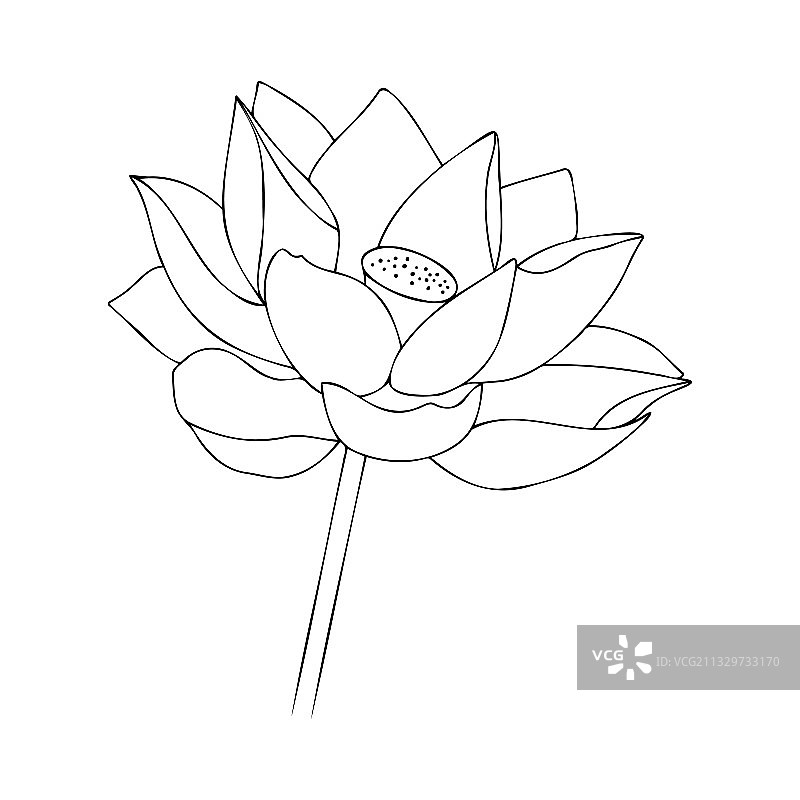 亚洲睡莲花朵图片素材