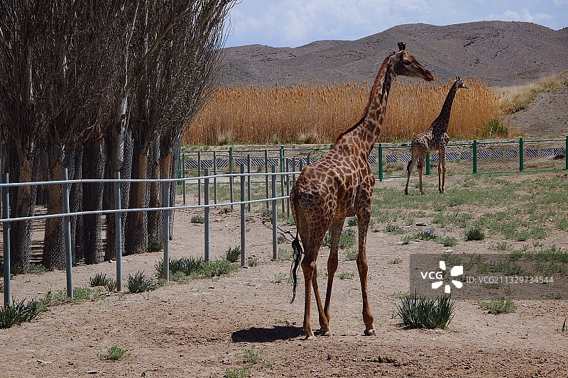 长颈鹿图片素材