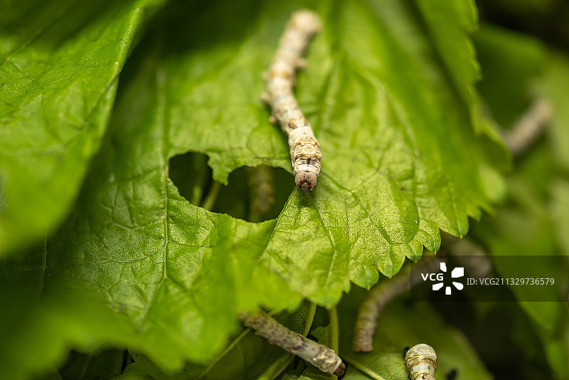 蚕棚拍特写图片素材