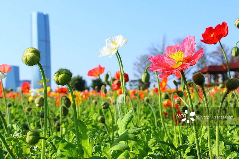 厦门园博苑海洋岛花海图片素材