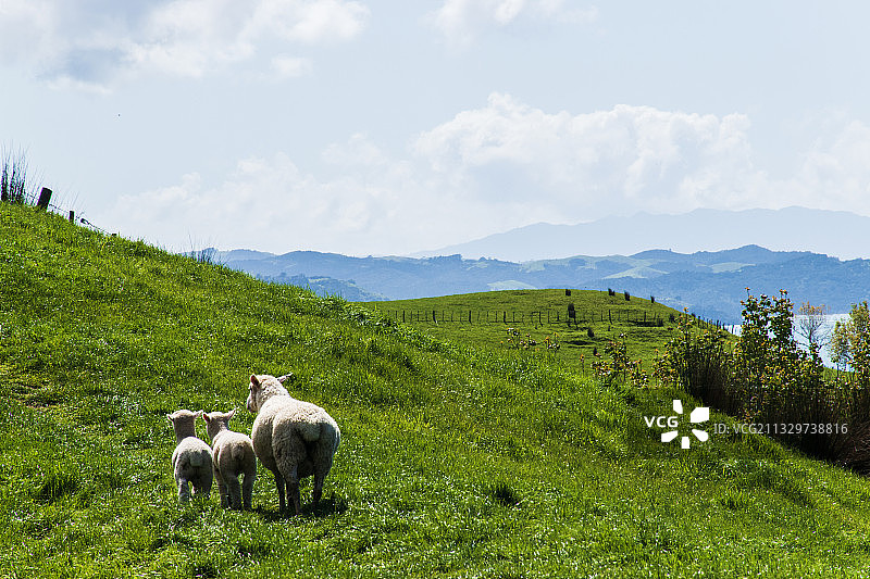 绵羊母亲陪同她两孩子散步田野图片素材