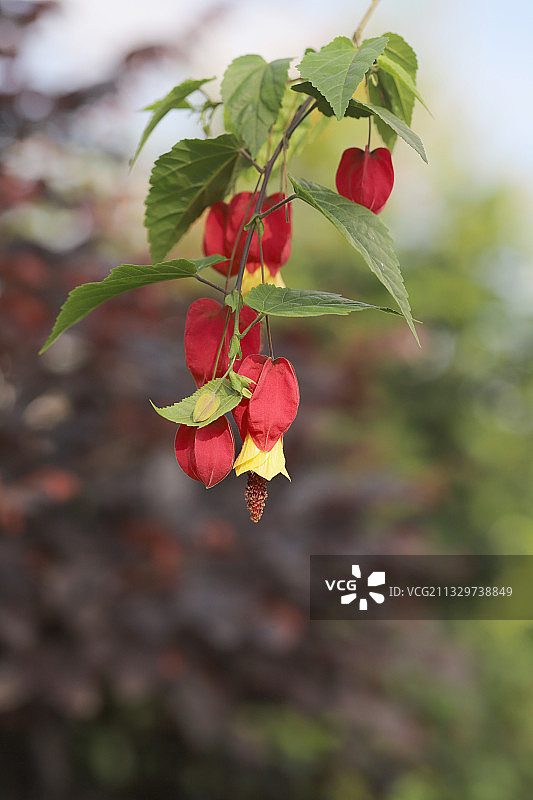 红萼苘麻图片素材
