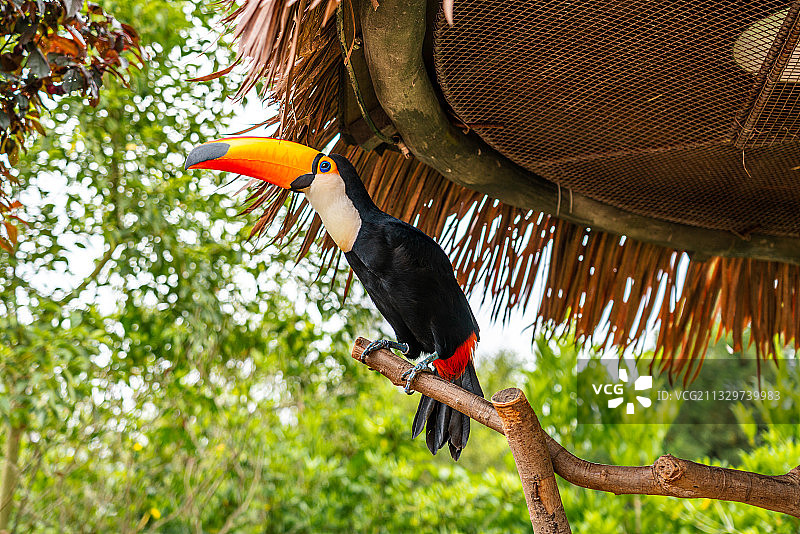 树枝上的巨嘴鵎鵼图片素材