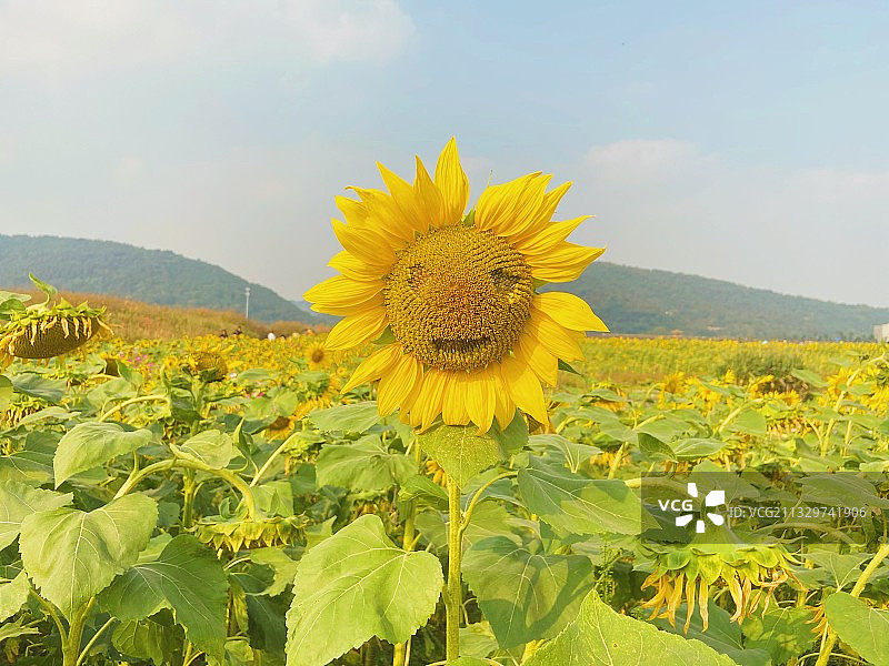 铜鉴湖花海.微笑的向日葵图片素材