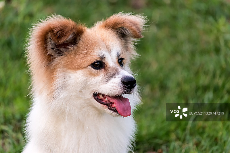 宠物狗图片素材