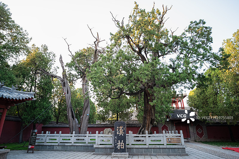 岱庙,泰安市博物馆,汉柏,树,庭院,中国文化图片素材