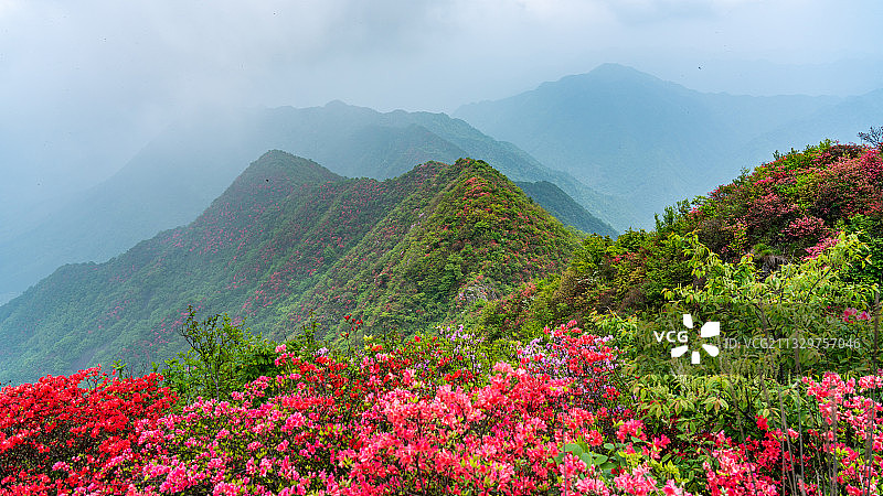 皖南杜鹃花海图片素材