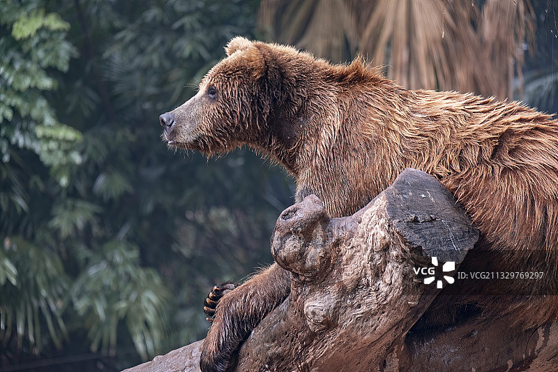 思考的棕熊图片素材