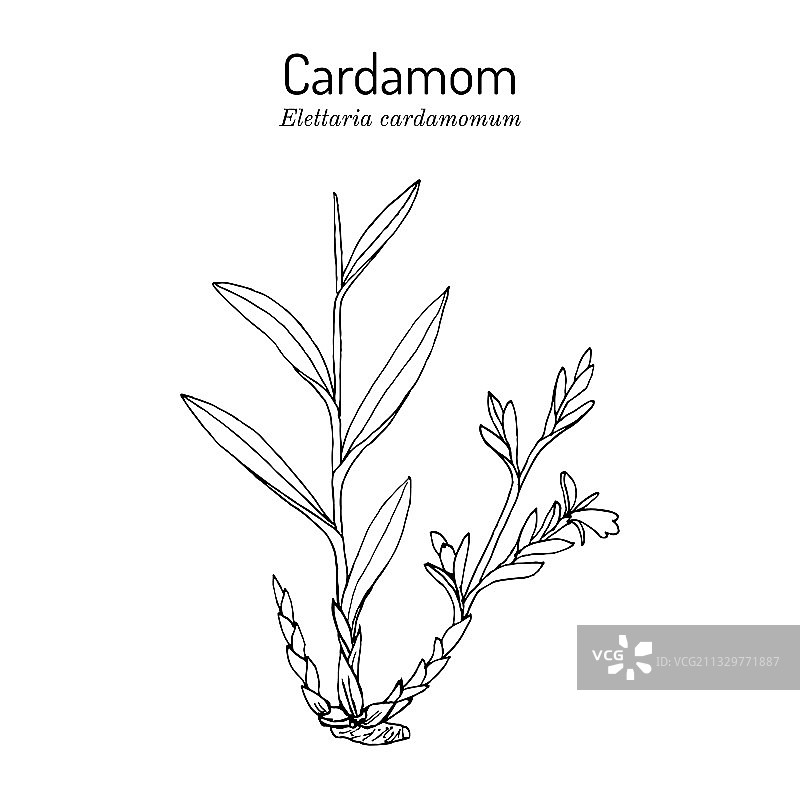 绿色豆蔻图片素材