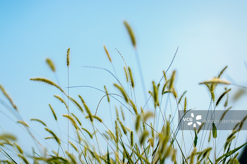 蓝天下的狗尾草图片素材