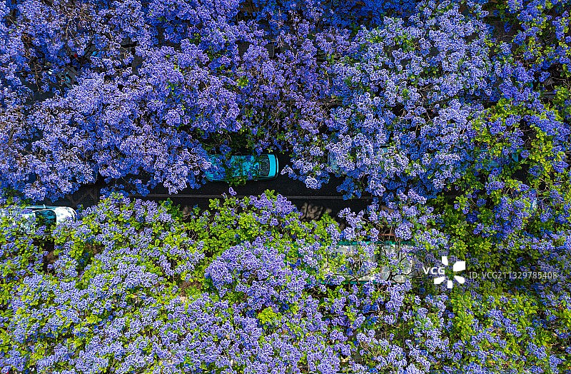 蓝花楹主题公园 昆明图片素材