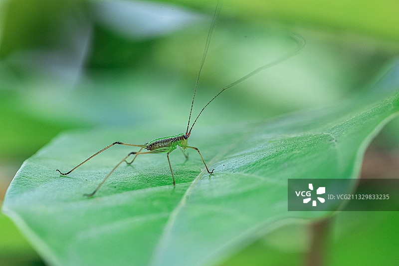 蝈蝈图片素材
