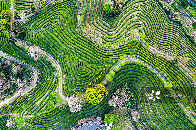 义乌大陈道人峰茶园风光航拍图片素材