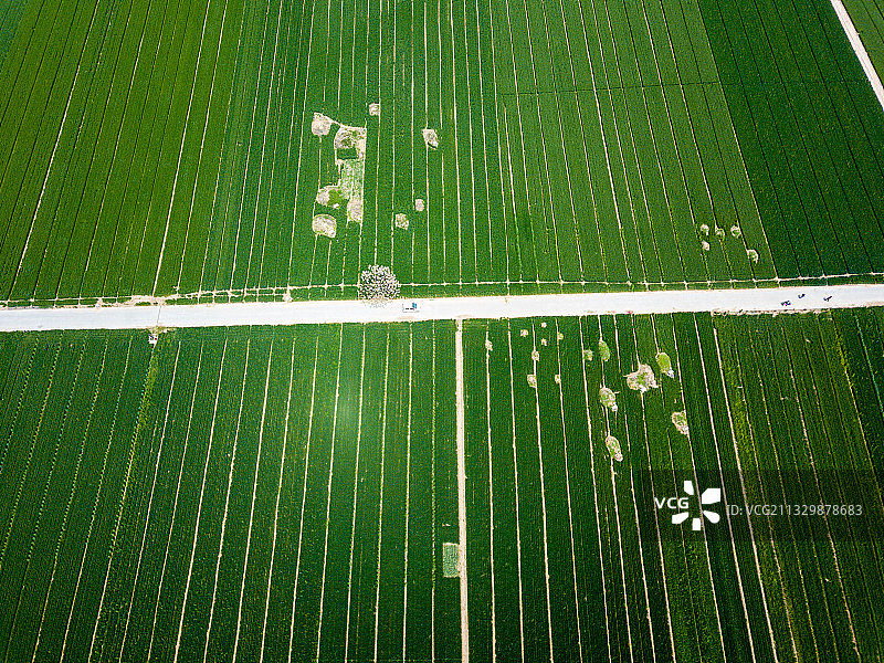 河南省濮阳市清丰县农业麦田风光——希望的田野图片素材
