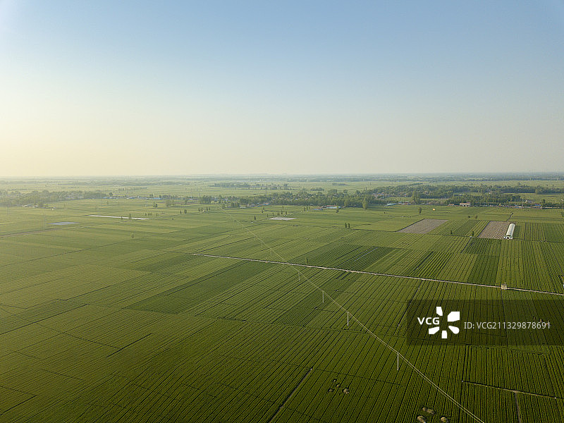 河南省濮阳市清丰县农业麦田风光——希望的田野图片素材