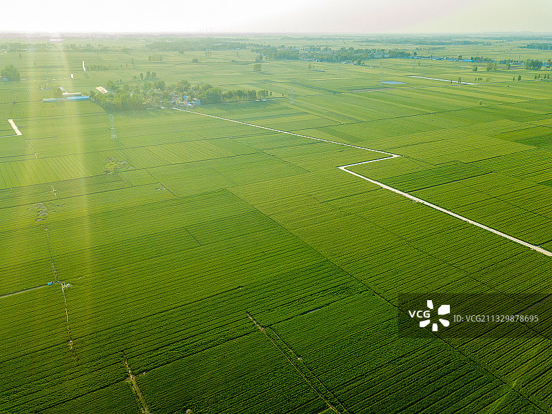 河南省濮阳市清丰县农业麦田风光——希望的田野图片素材