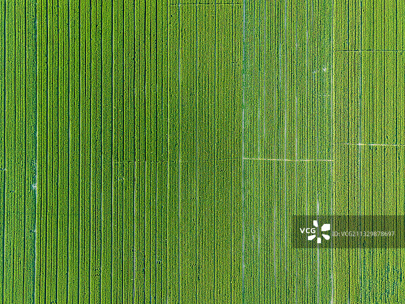 河南省濮阳市清丰县农业麦田风光——希望的田野图片素材