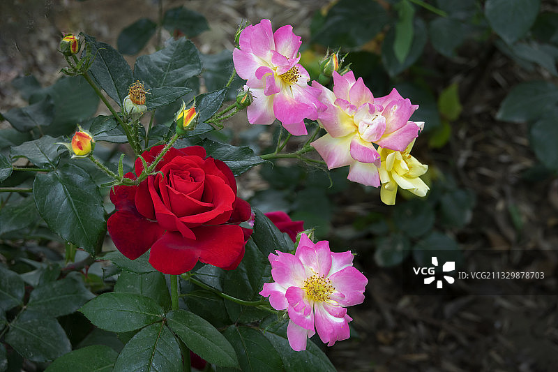 花开五月图片素材