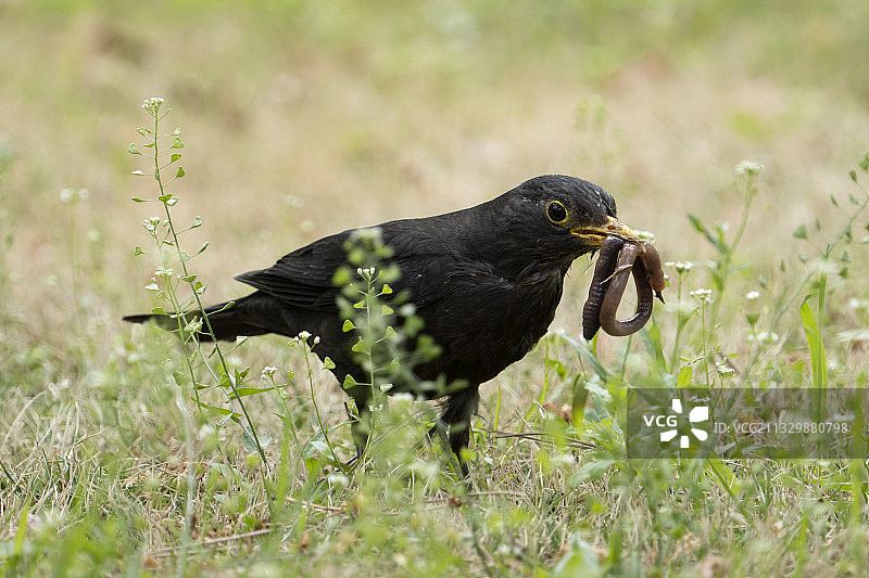 捕食蚯蚓的乌鸫鸟图片素材