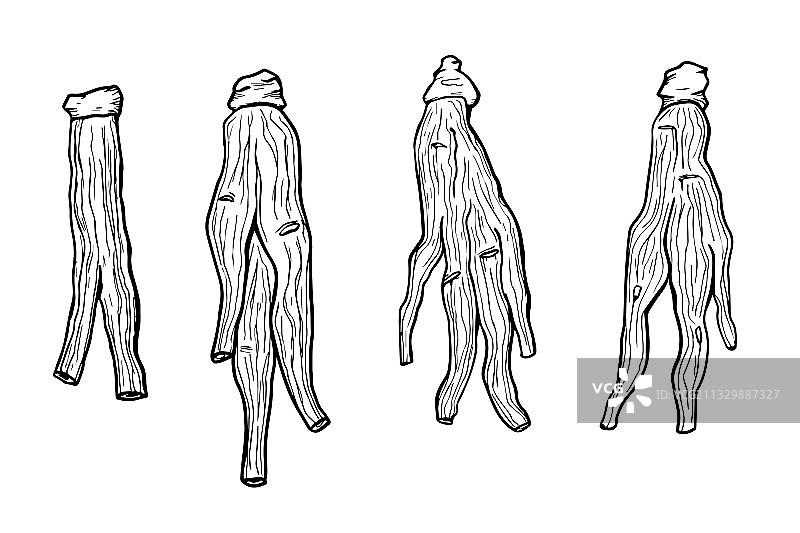 红色高丽或中国的人参根图标图片素材