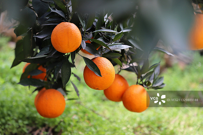 成熟的脐橙图片素材