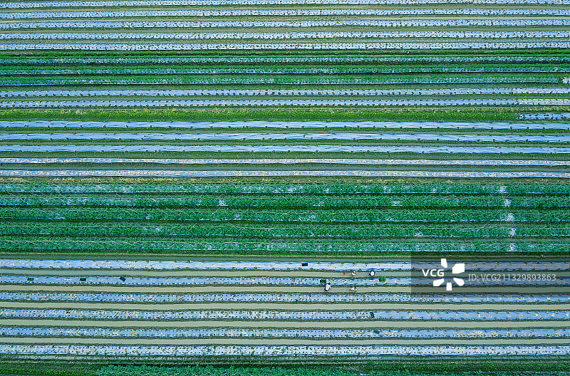 蔬果种植基地1图片素材