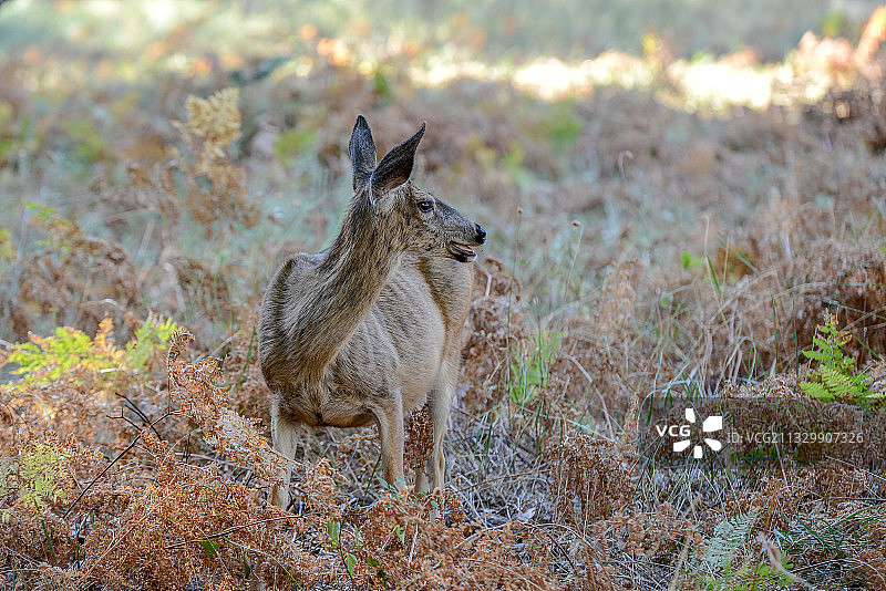 美国，约塞米蒂国家公园，鹿图片素材