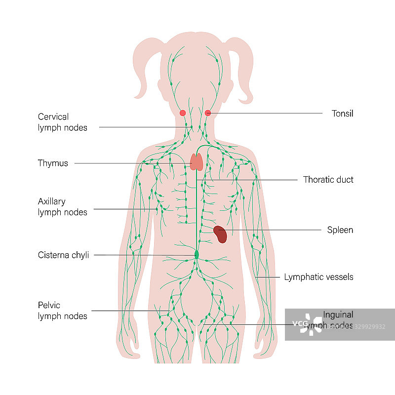淋巴系统概念图片素材