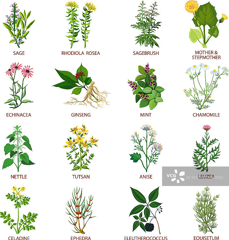 药用草本植物图标图片素材