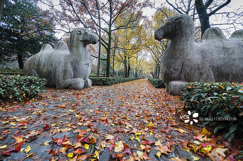 南京明孝陵神道秋天图片素材