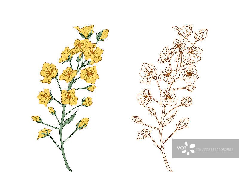 彩色黄色油菜花与草图图片素材