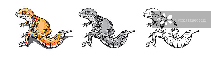 野生环境中的壁虎图片素材