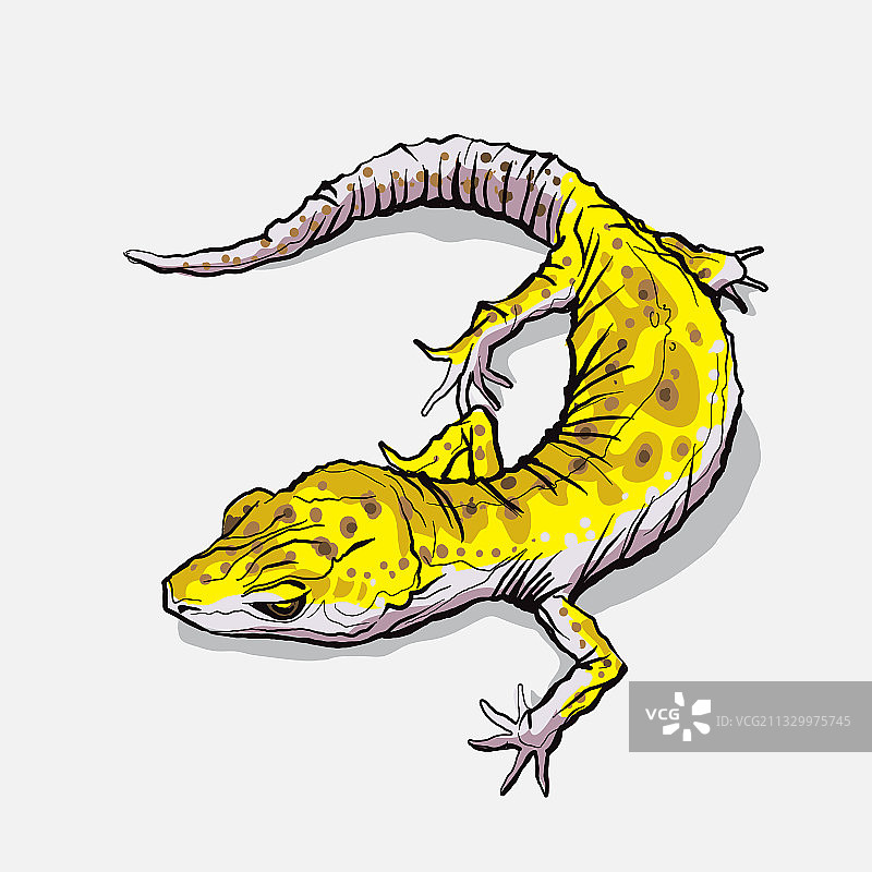 野生环境中的壁虎图片素材