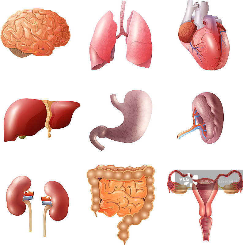 人体器官集合图片素材