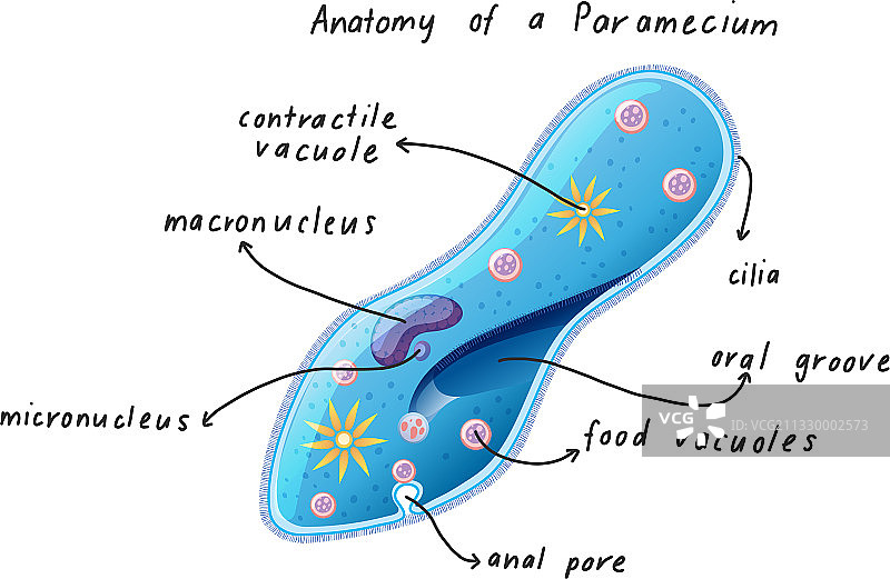 草履虫解剖结构图片素材