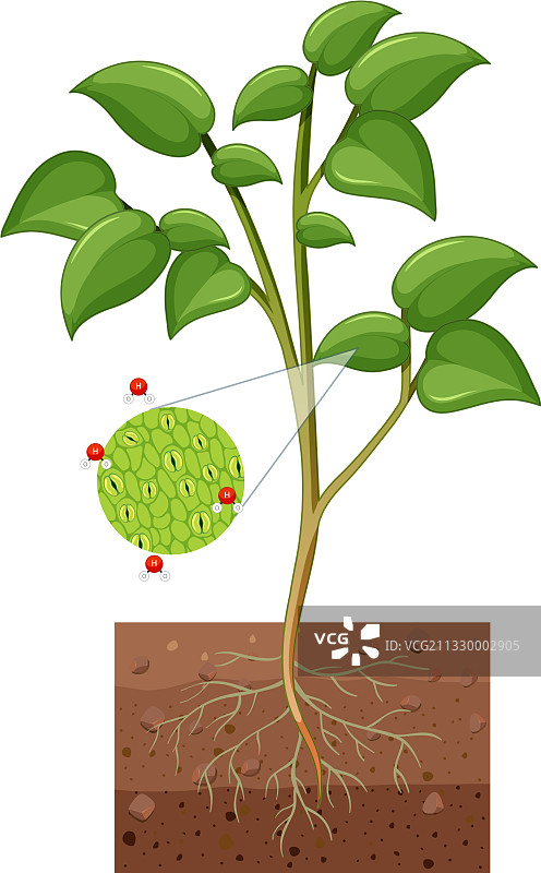 植物气孔和保卫细胞示意图图片素材