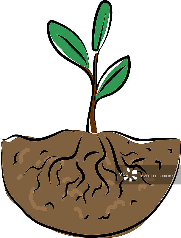 带根的绿色植物嫩芽素材图片素材