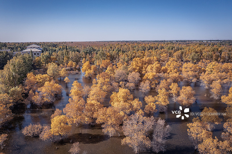甘肃省酒泉市金塔县金塔胡杨林图片素材