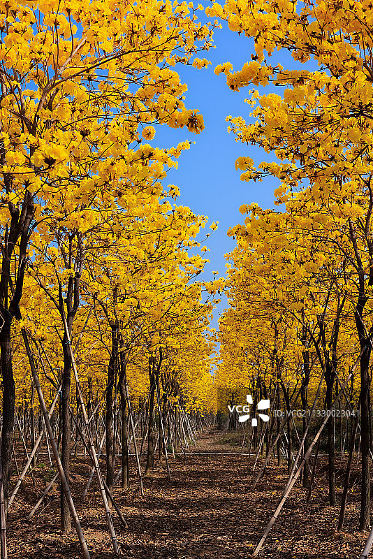 黄花风铃木图片素材
