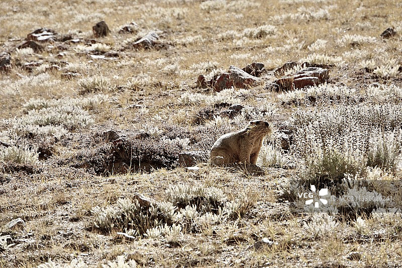 土拨鼠叼草铺窝图片素材