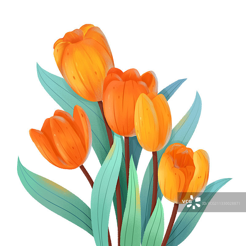 板绘植物花卉郁金香素材元素插画图片素材