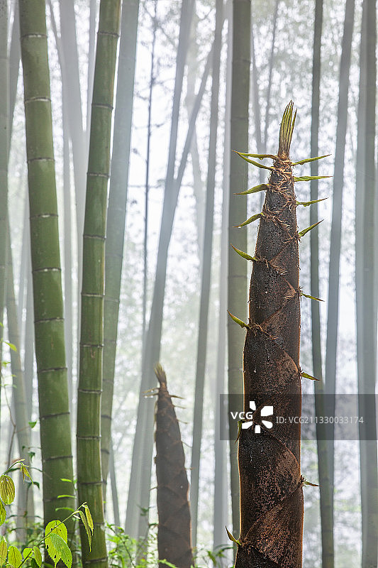 春天竹笋图片素材