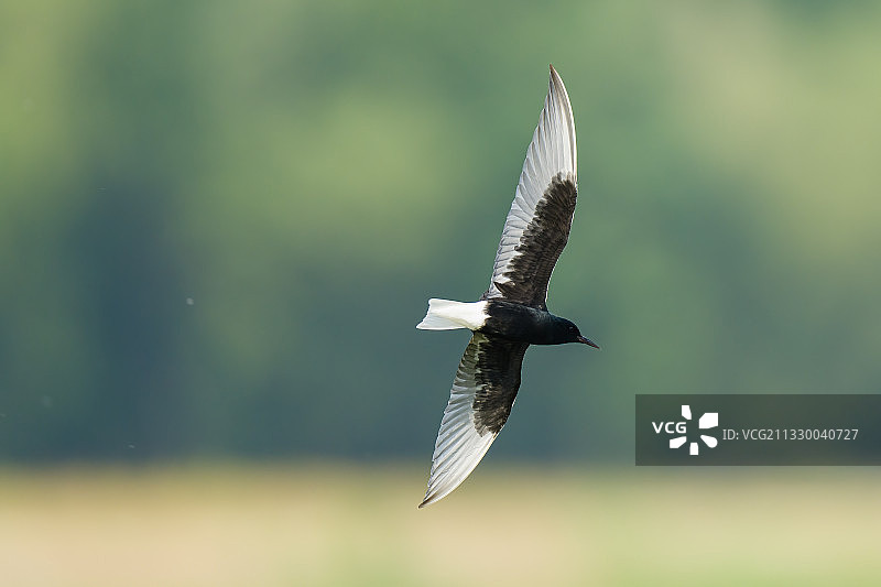 白翅浮鸥White-winged Tern图片素材