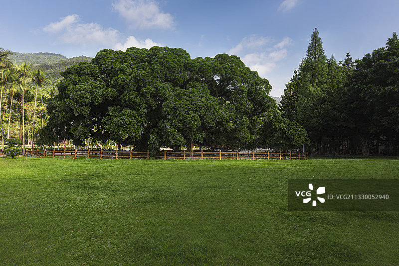 福州大榕树图片素材